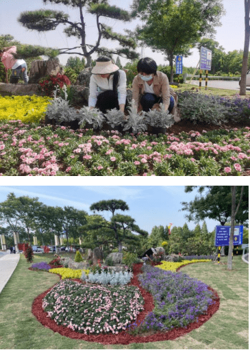 以造型黑松为背景,围绕7块景观石,主要配置植物有康乃馨,彩叶杞柳