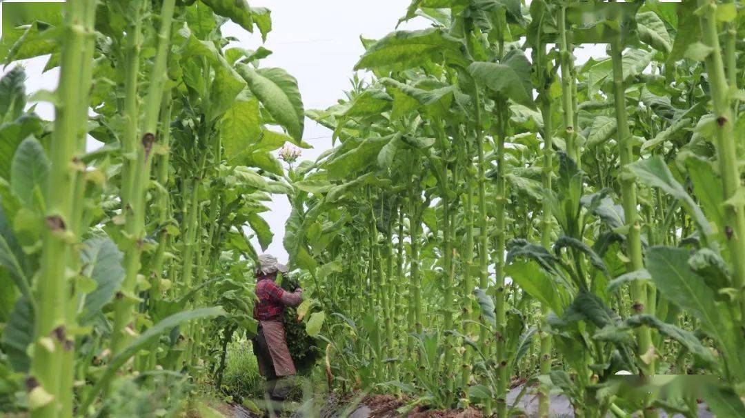芒市烟叶将于6月开始收购_生产_发展_农业