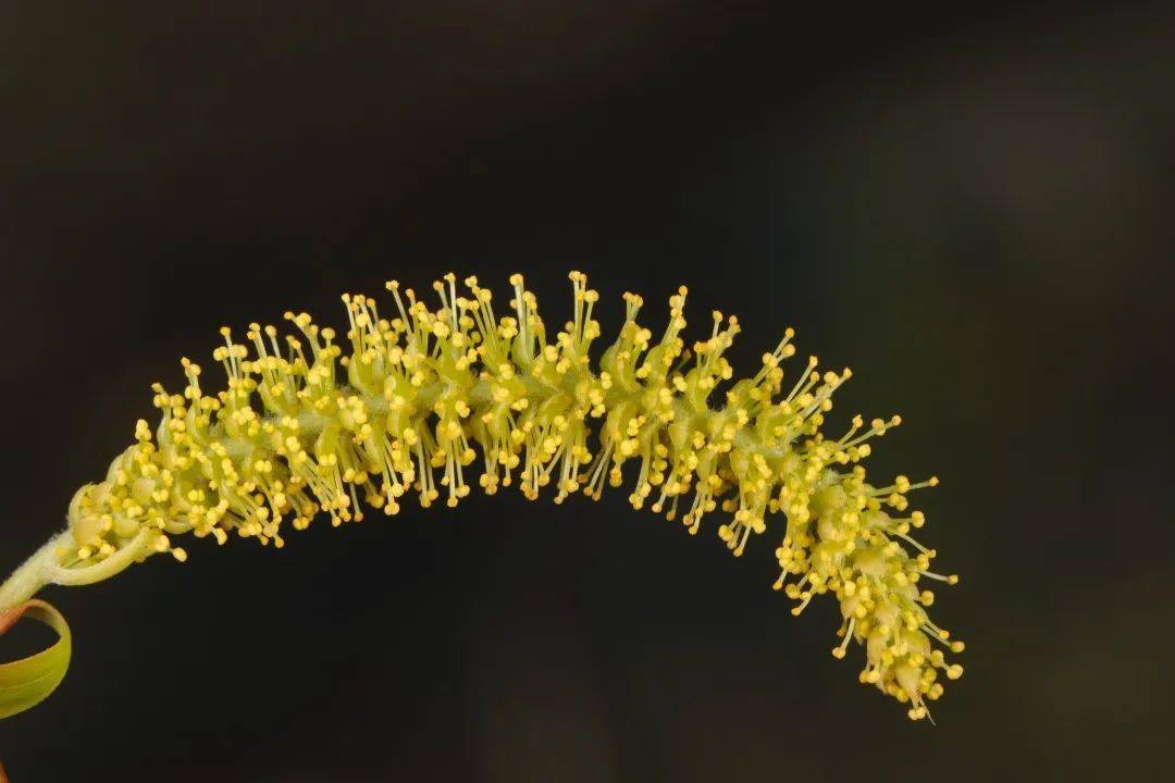 柳树的花朵没有花冠雄蕊位于花朵内侧,分为花丝和顶端的花药,花药里