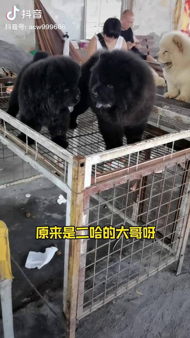 你们见过这种品相的纯种巨型黑松狮吗?我是喜欢得不得了.