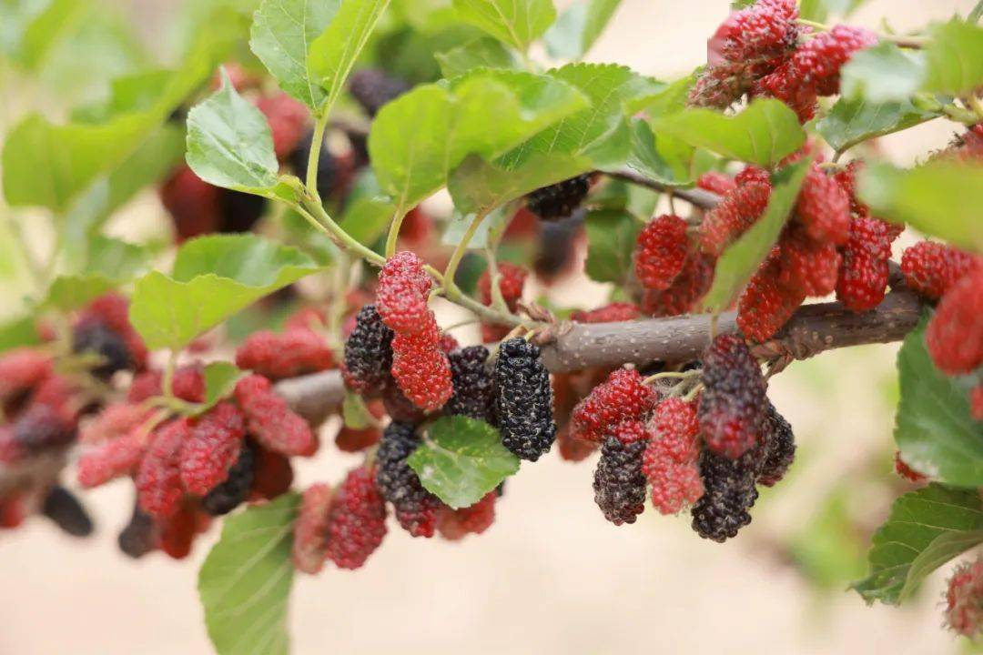 广宗这里种出的桑椹好吃又好看_桑葚_梁智晓_庄村