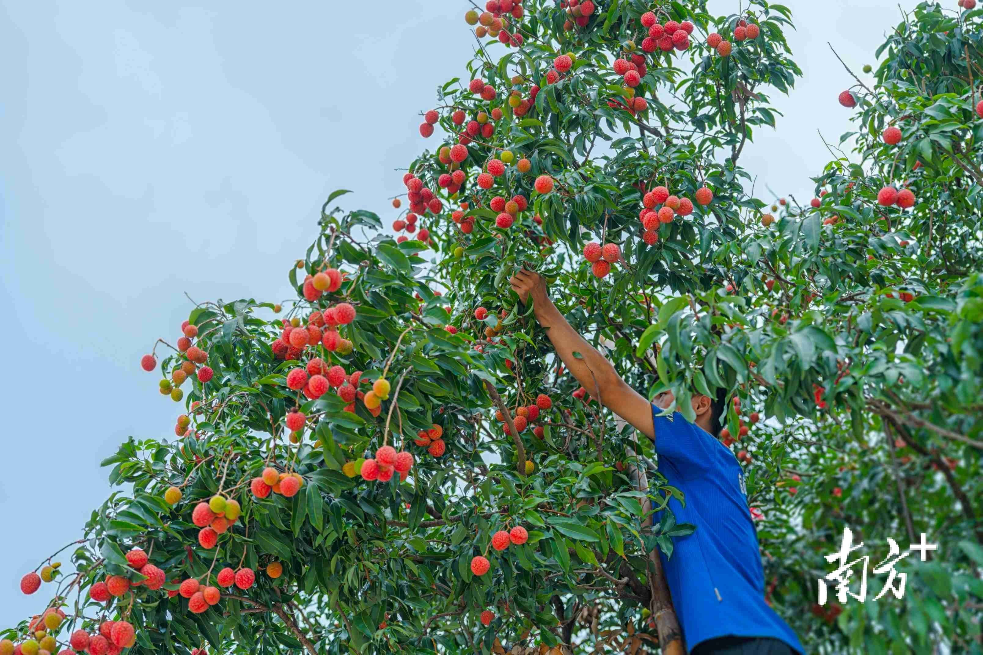 高州荔超给力!多产区集中上市,价格叫好又叫座_荔枝_平山镇_李达