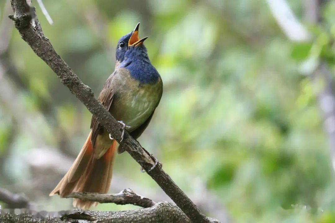 泰山再现明星鸟——白腹短翅鸲_保护_景区_生物