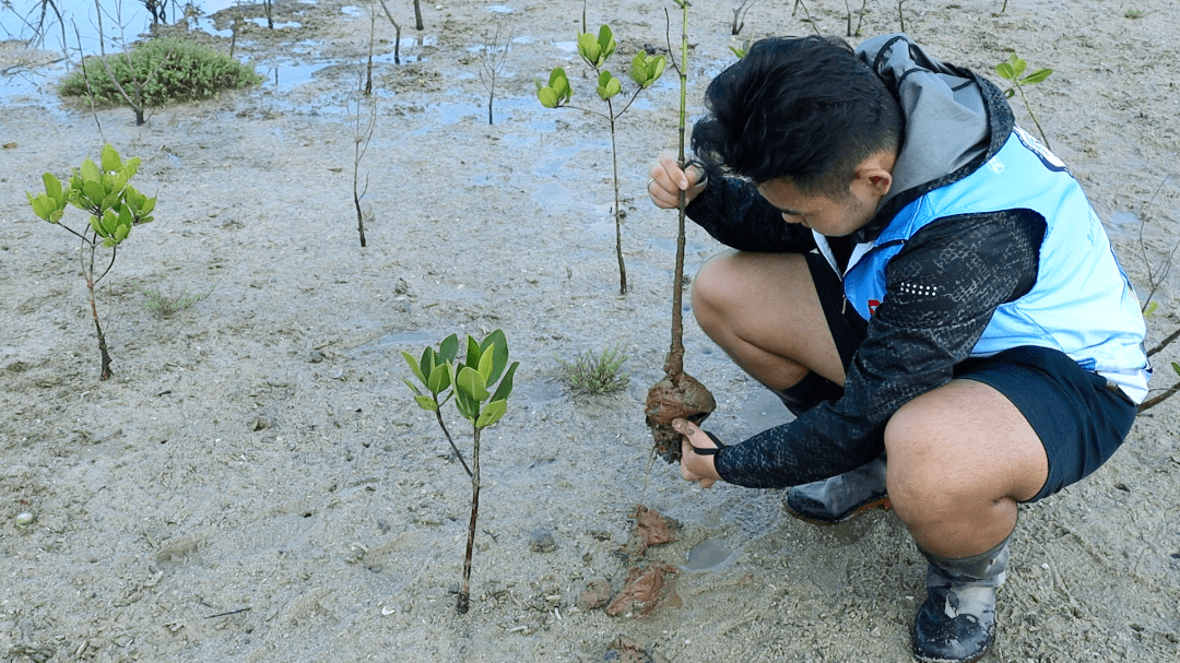 海棠树苗6年出售多少钱