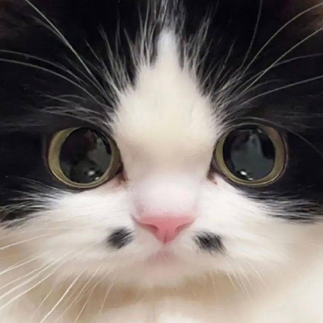 头像|363436373039 高级潮流头像