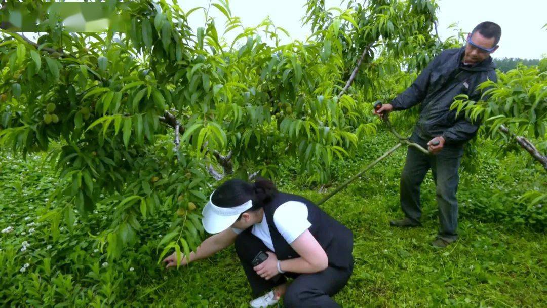 楚果庄园  除草疏果育黄桃