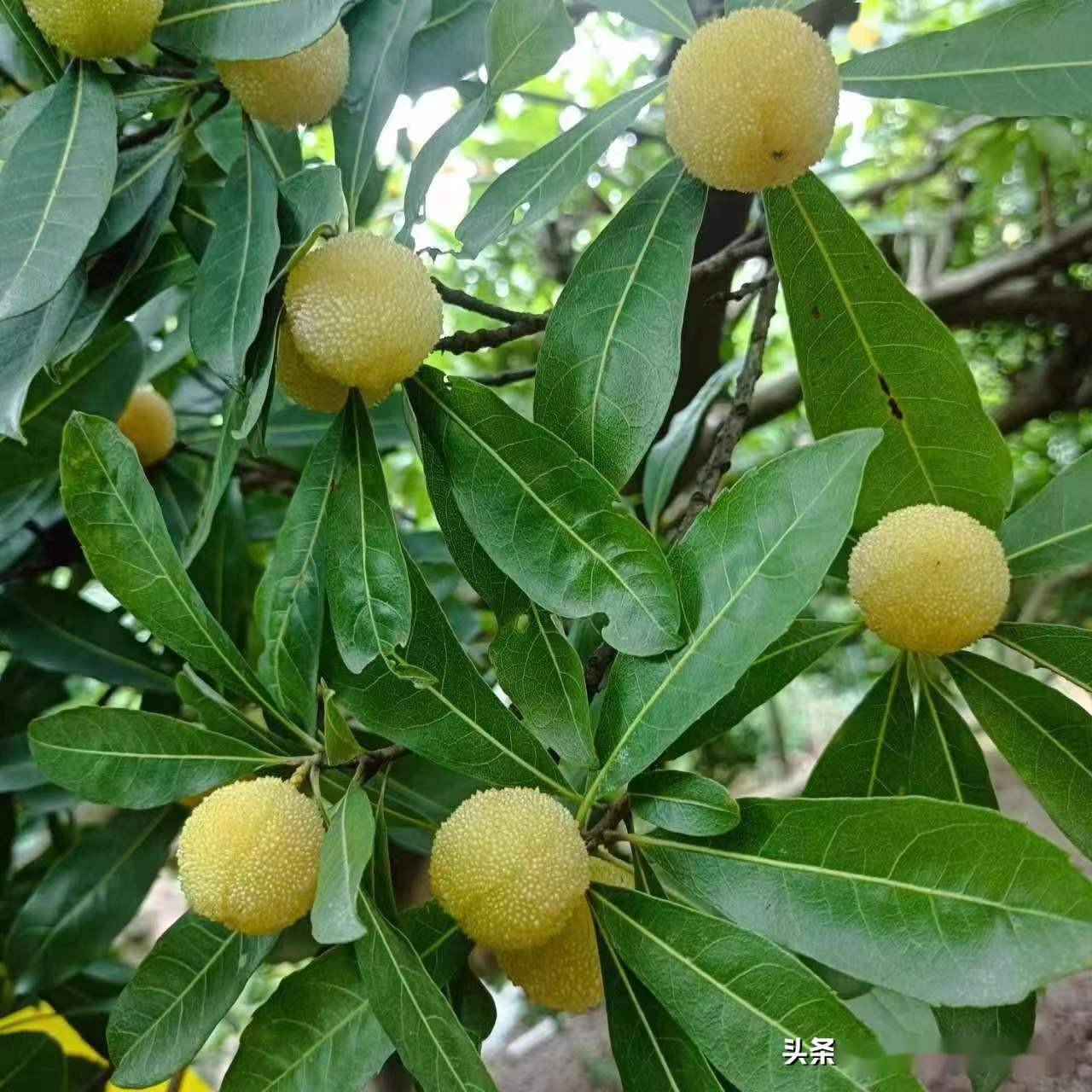 采摘杨梅不跑远,全市最大的杨梅园就在集美灌口_东魁_益庄_种植