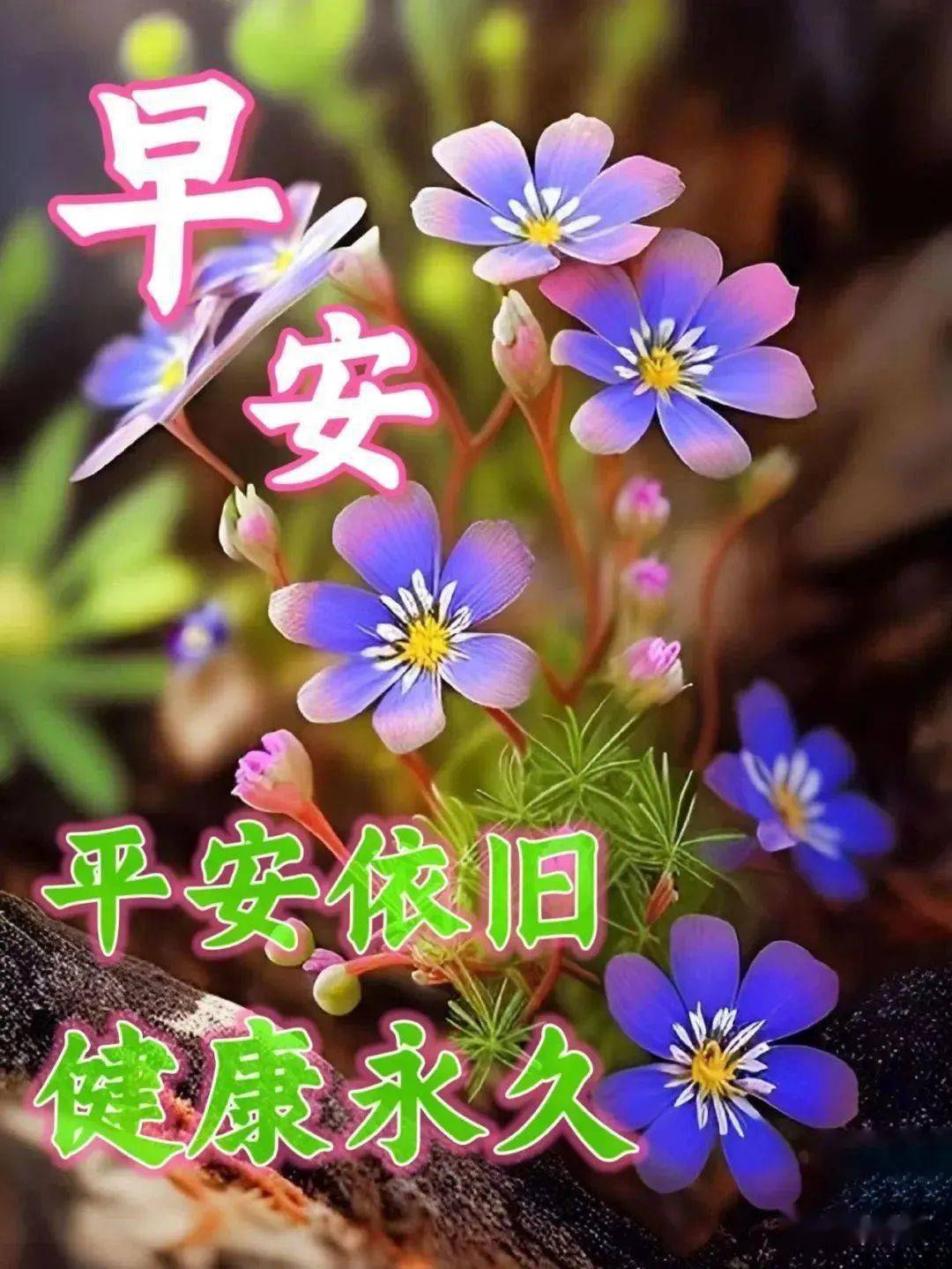 今日最新早安祝福语大全,健康吉祥早上好!_生活_阳光_生命