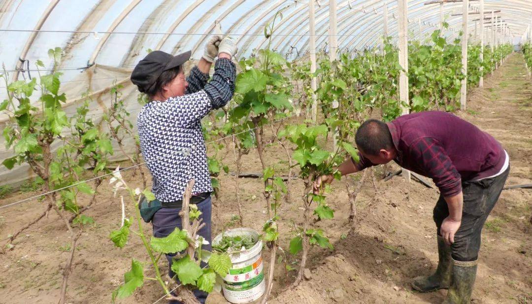 内蒙古通辽市开鲁县:小葡萄"串"起甜蜜生活_北兴村_王立海_开鲁镇