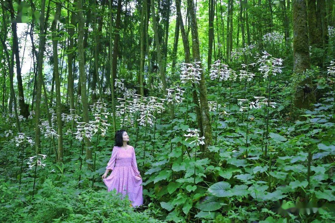 崇州山谷里,大片野百合浪漫绽放_琉璃_森林_山林