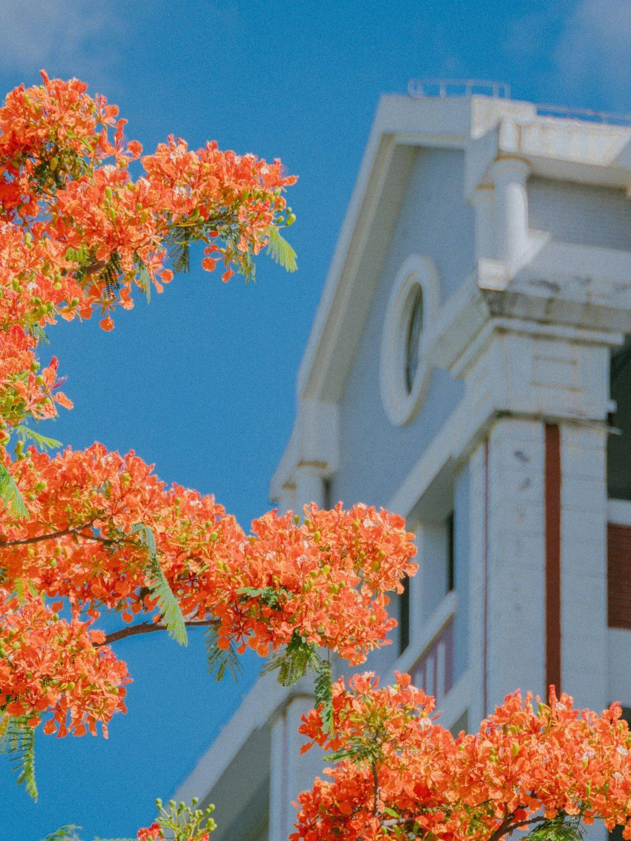 厦大蓝 x 凤凰花,何止灿烂!_夏天_燃烧_曾浣
