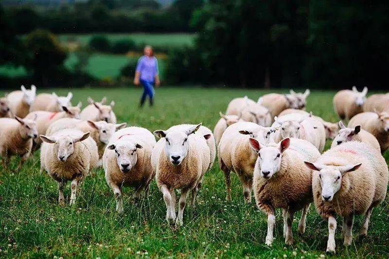 爱尔兰牛羊肉亮相 sial 西雅国际食品展(上海)_生产_大自然_多个国家