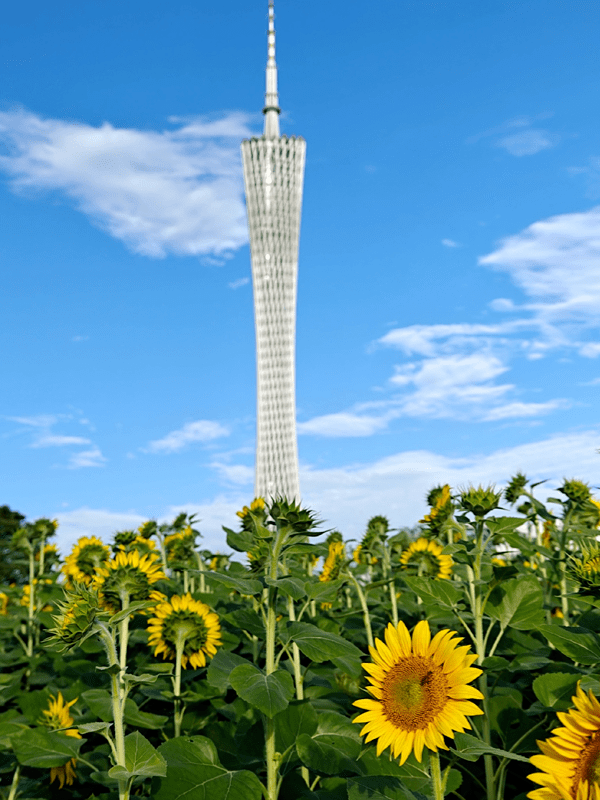 广州海心沙,向日葵开了!_花海_佩佩_出口