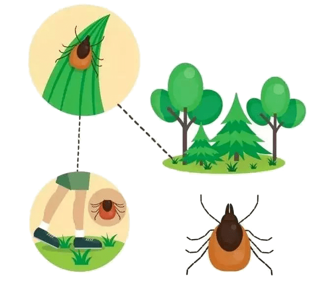 蜱虫,俗称壁虱,扁虱,草爬子,犬豆子,八脚子等,通常寄生在鼠类,家畜等