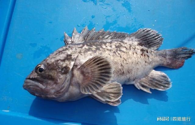 福岛黑鲉鱼禁止上市,日本核废水早就排放了,是真的?危害多大?