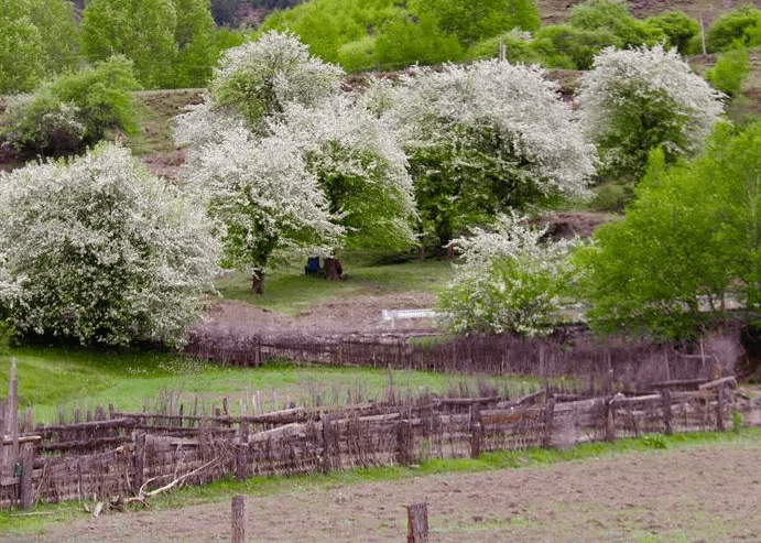 贡嘎环线 伍须海61俄色花61甲根坝61泉华滩4日游自驾_行程_门票