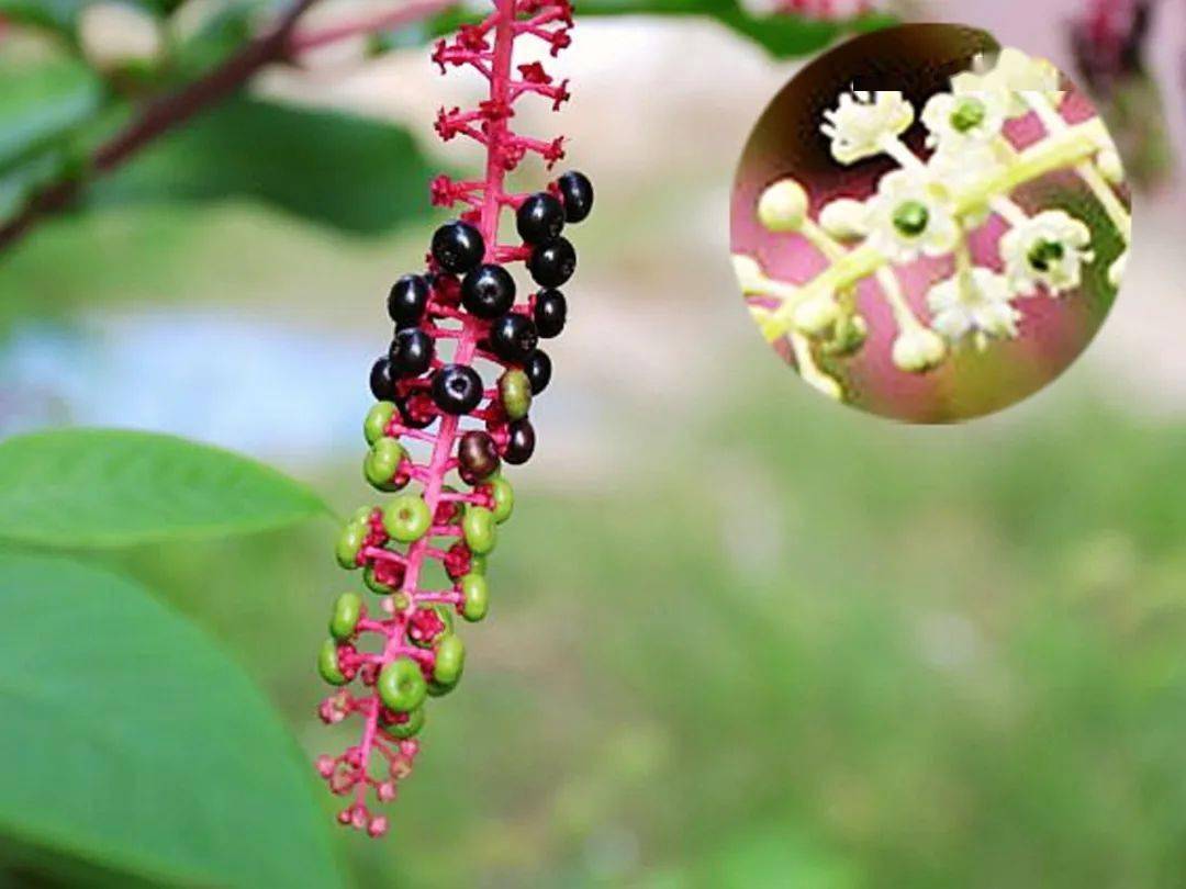 商陆有毒,千万别误食_果实_插花_绿色