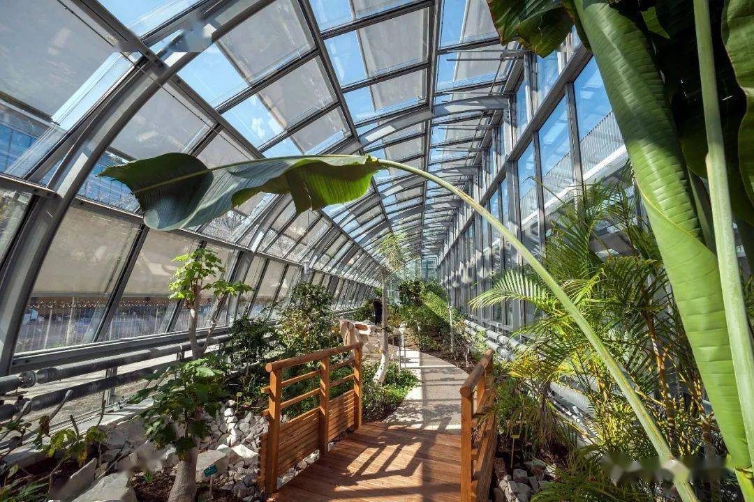 西蒙娜·马修球场四周的温室花园罗兰·加洛斯不仅代表着英雄主义,还