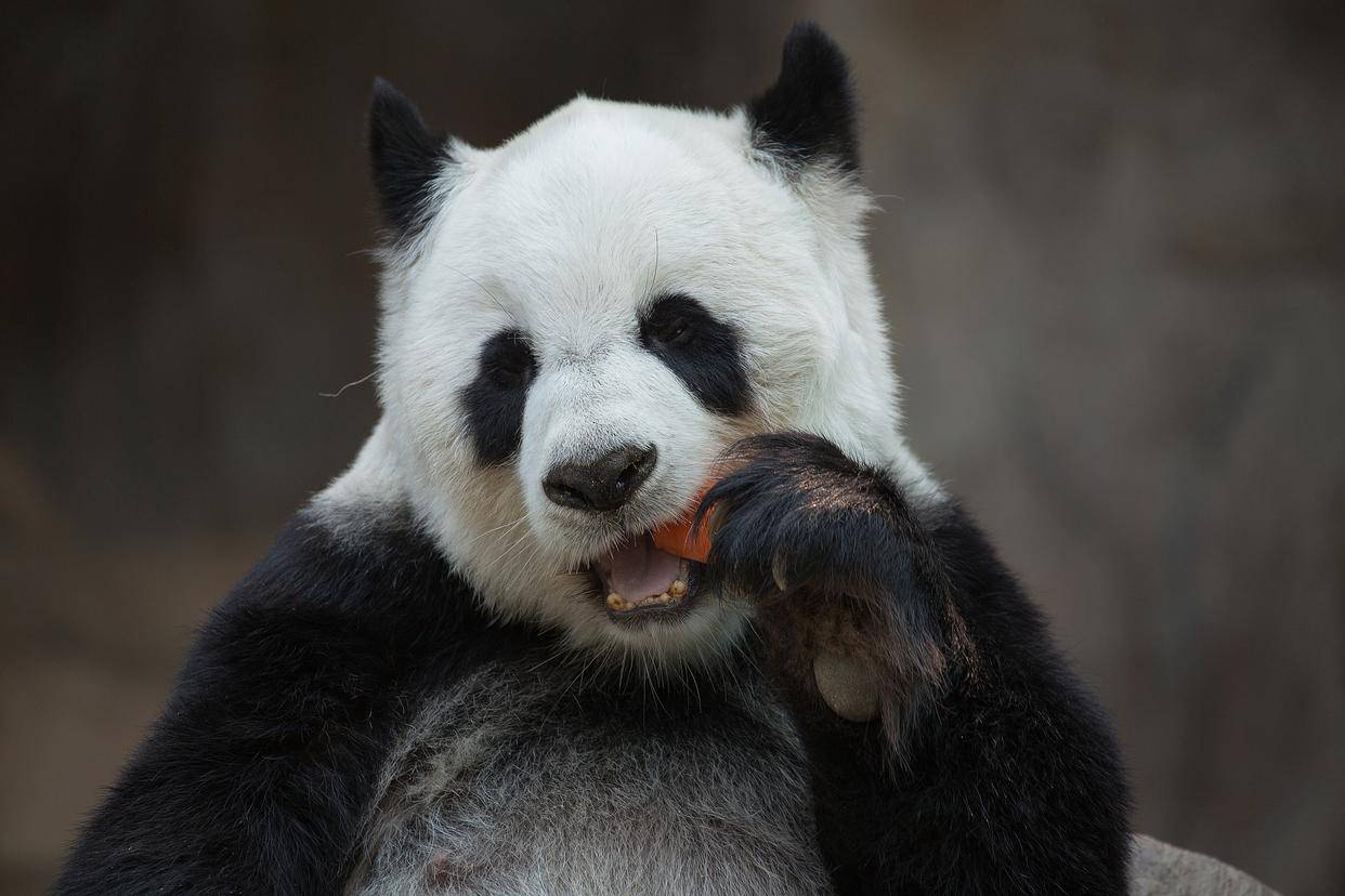 大熊貓最突出的特性_保護區_動物_竹子