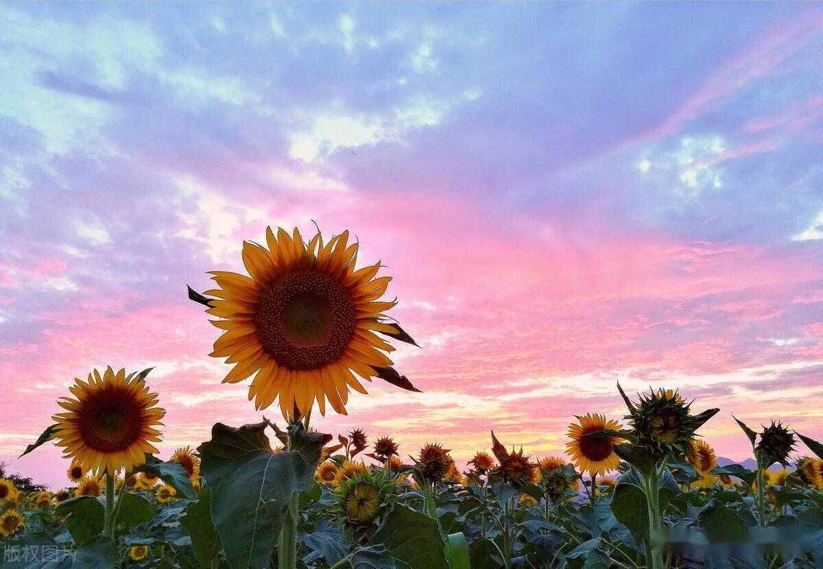 但愿以后抬头有阳光,关关难过关关过_生活_内心_生命