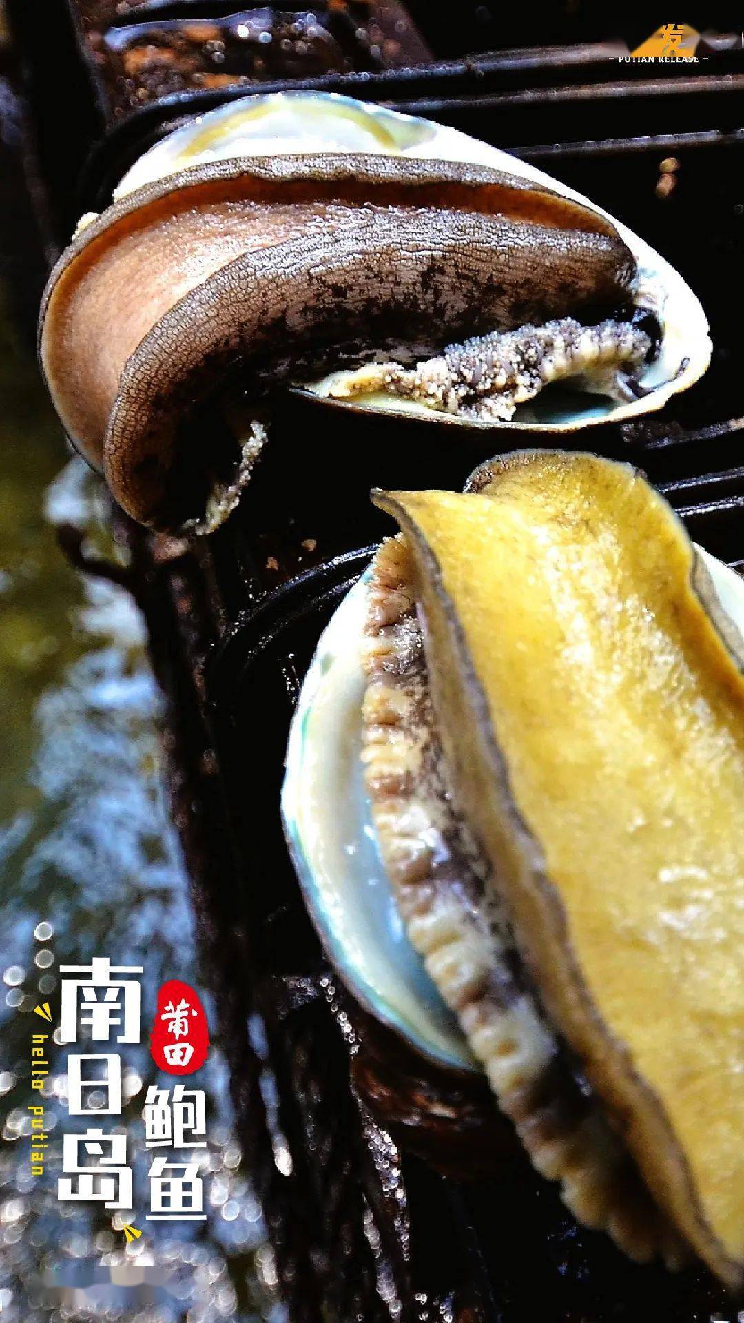 6月1日,《您好·莆田》南日岛鲍鱼_南日鲍_养殖_饵料