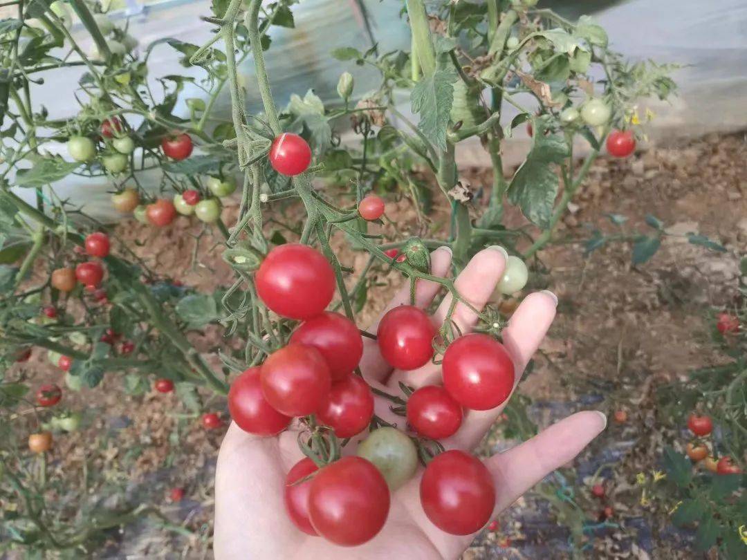 莱斯六一|溧水超好吃的小番茄&蓝莓来啦!采摘正当时~_乡村_成人_套餐