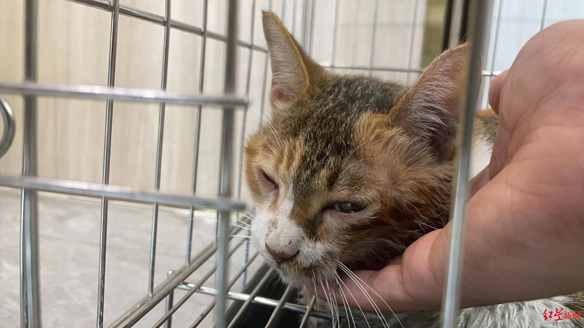 广东一男子凌晨街头将猫狠狠摔打致重伤 当地派出所:已行政拘留_猫咪