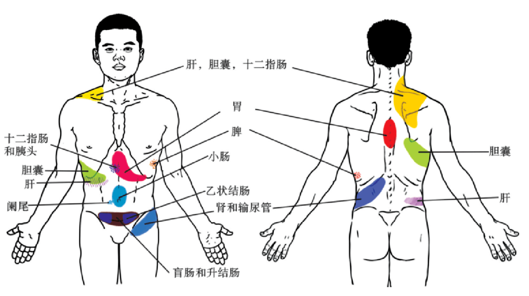 背部对应的内脏图图片