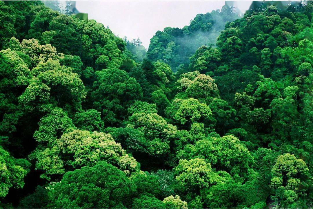 井冈山自然保护区图片