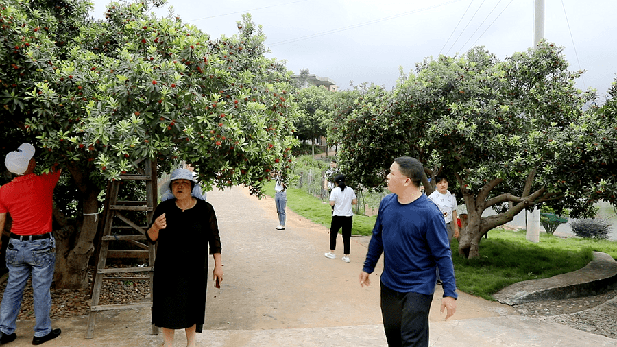 双牌:庭院农场的杨梅红了方寸地成聚宝盆