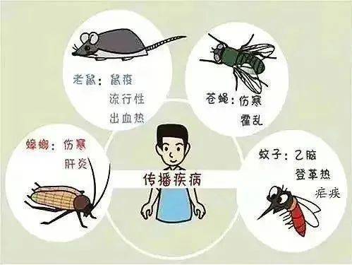 创建国家卫生城市|病媒生物防制知识科普宣传_手机搜狐网