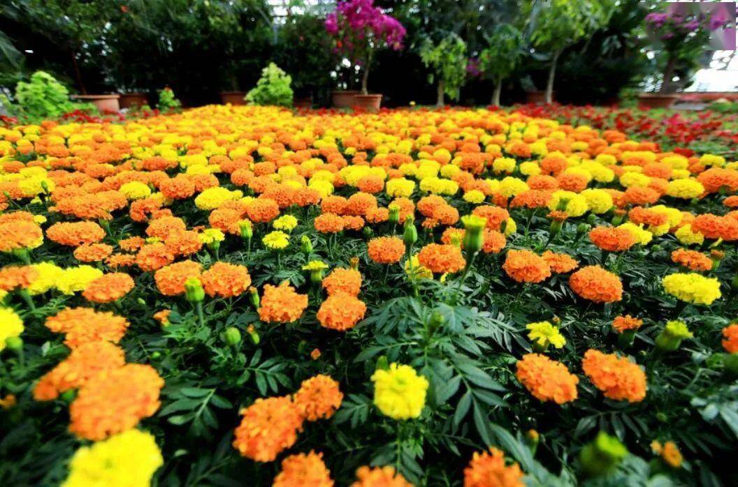 【这里是双河】双河古道温泉培育的鲜切花产销两旺_植物园_热带_花卉