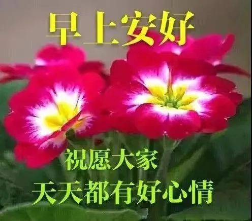 最新版最漂亮的早上好短語句子,健康快樂最美好!_問候_祝福_人生