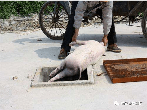 养猪场化尸池设计图图片