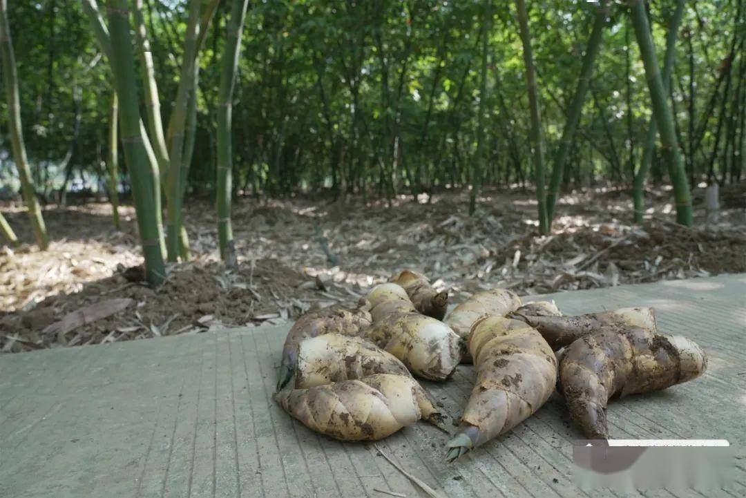 陈建倬 摄据悉,马蹄笋肉质脆嫩,鲜甜爽口,营养丰富