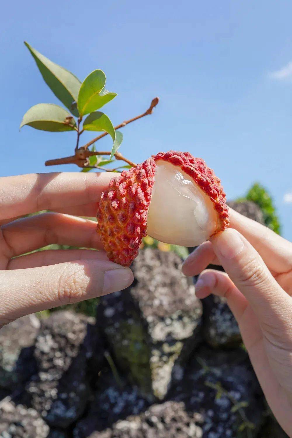 【火山口荔枝王】99元5斤!q弹晶莹,浓甜多汁!_水果_海南_地址