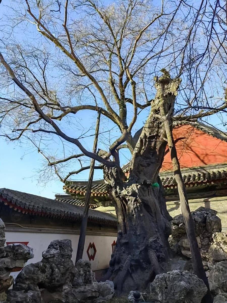 《宋史·王旦传》有载,王旦父亲王祐曾经在庭院中亲手种下三棵槐树,还