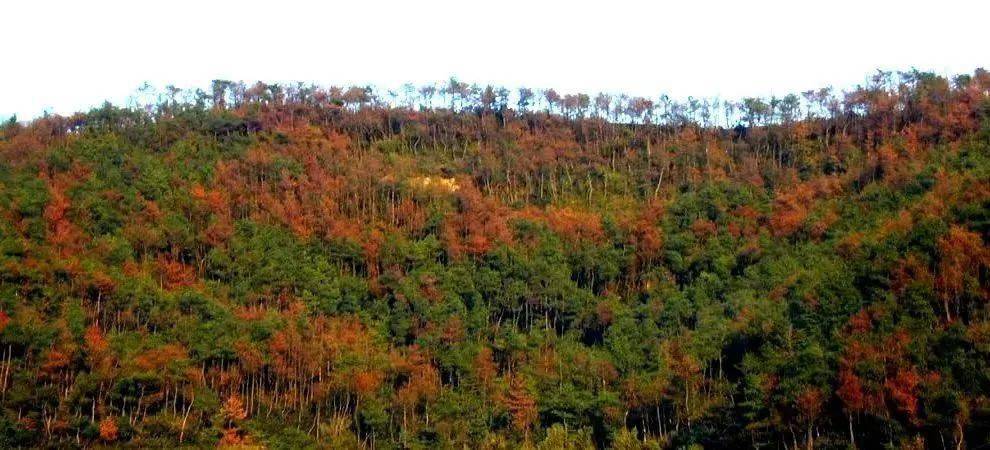 松線蟲,危害重;不防治,松林空/松材線蟲危害是什麼?