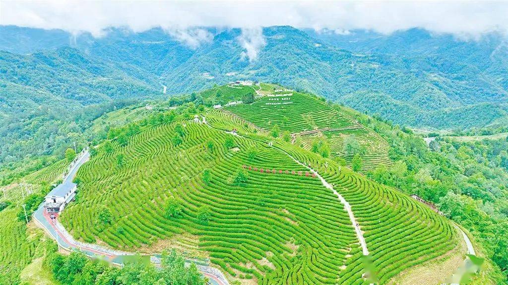茶香平利旅更"香"_茶山_茶园_文化教育