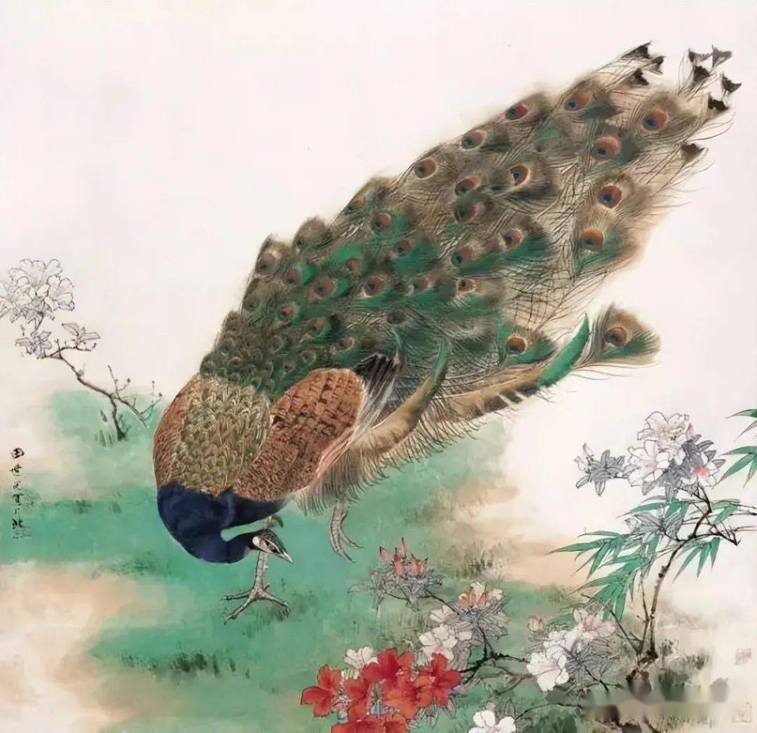 田世光国画孔雀欣赏,他曾拜师齐白石,功力深厚!_花鸟_工笔_先生