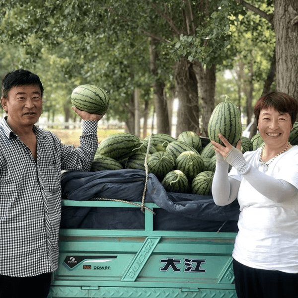 大兴瓜农都能在这免费展示_sdfd_庞各庄_品种