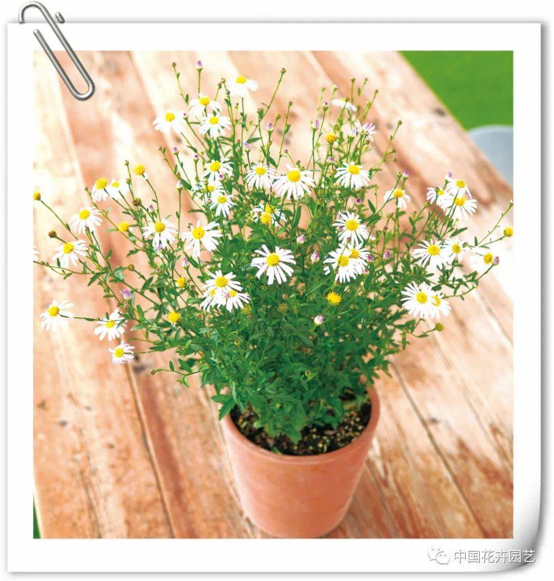 狭叶马兰 可食用的地景植物 | 品种_种植_应用_建设