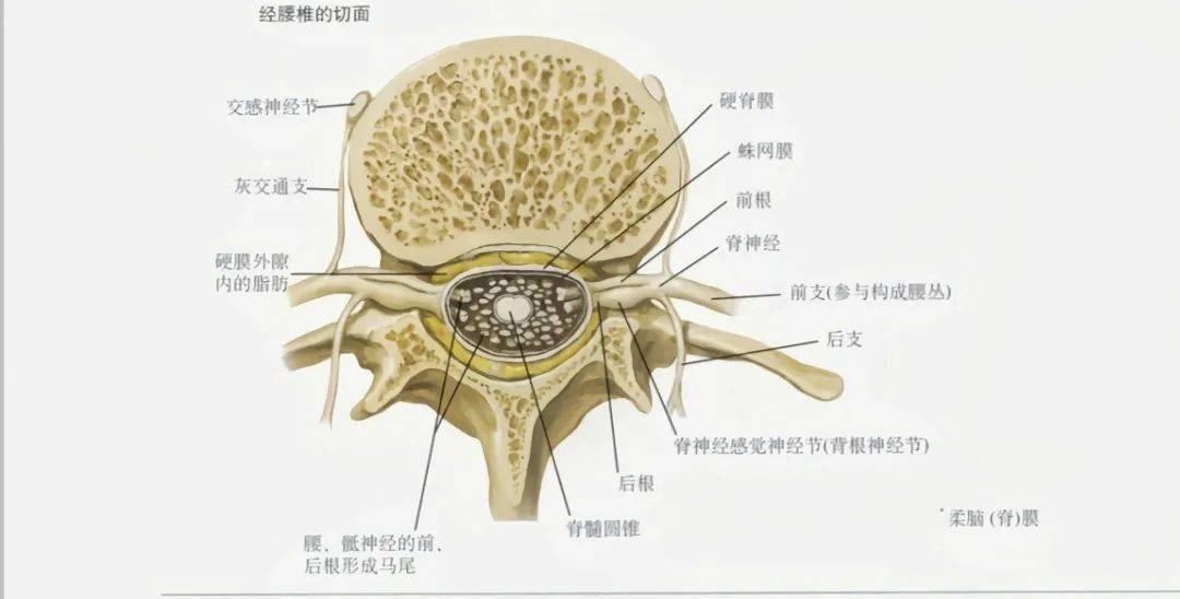 脊神经分支, 脊髓,脊髓圆锥,脊神经前后根,和马尾