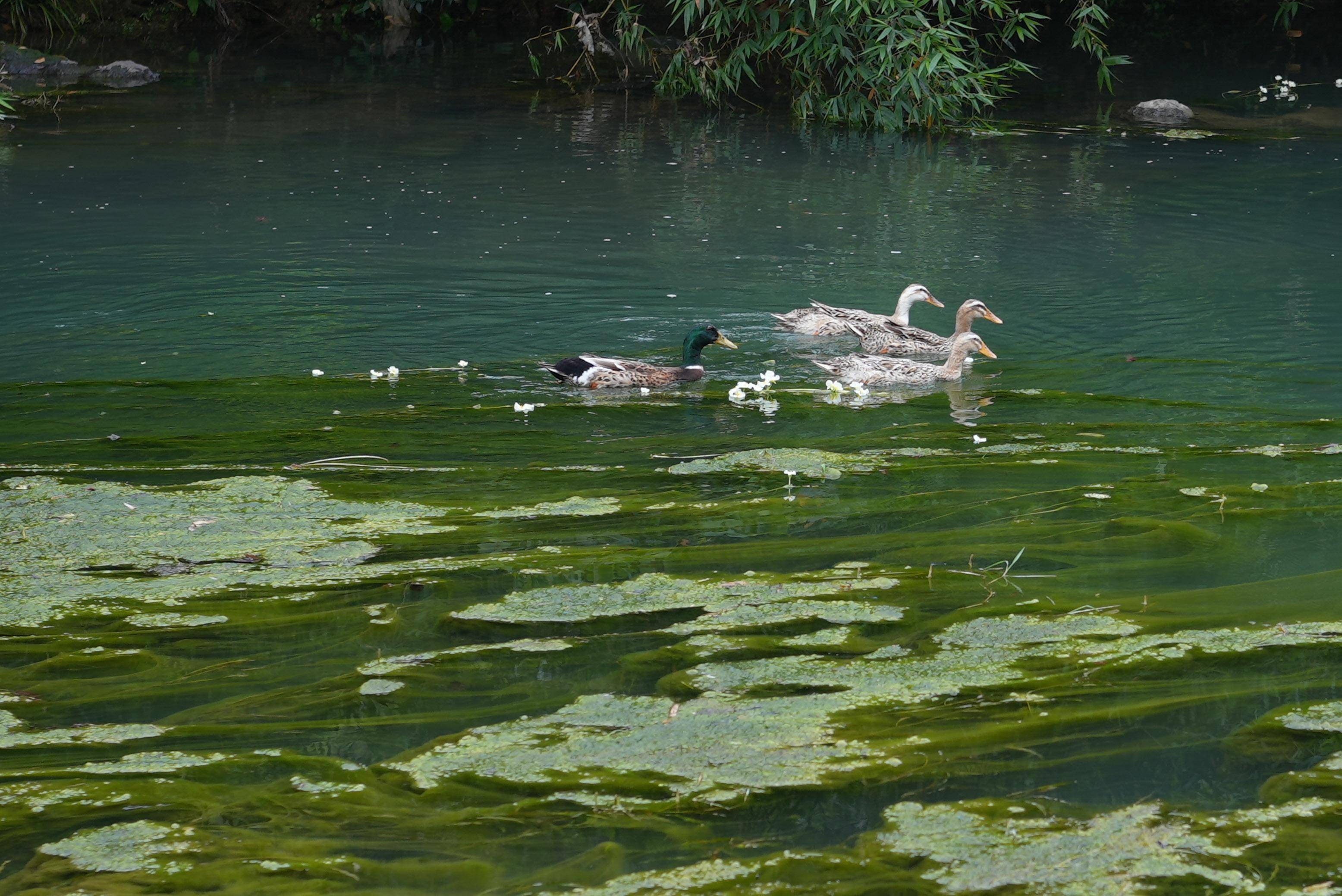 海菜花對水質汙染很敏感,國家重點三級保護野生植物.