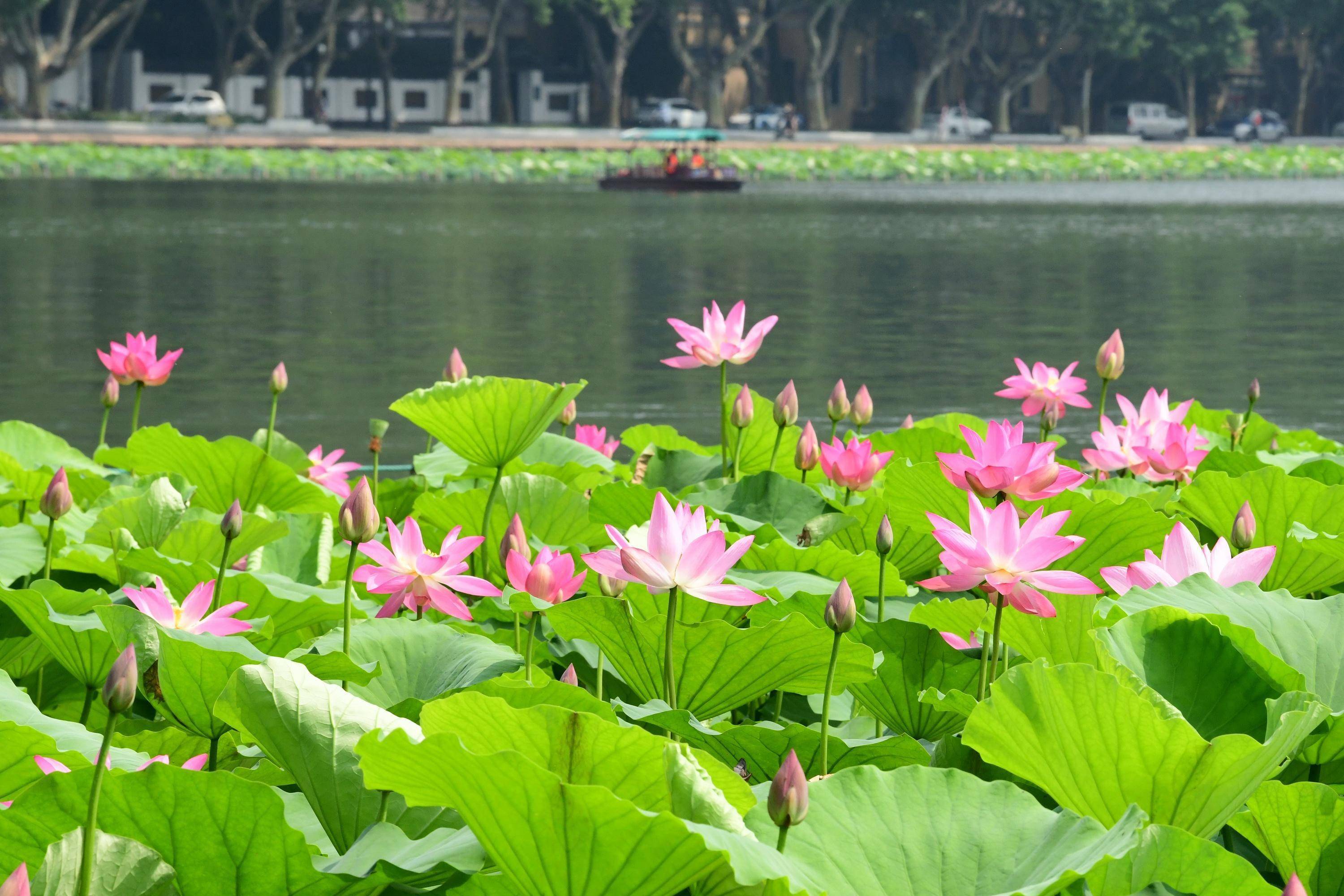 西湖荷花渐入佳境 最美在平湖秋月_入梅_开花_杭州
