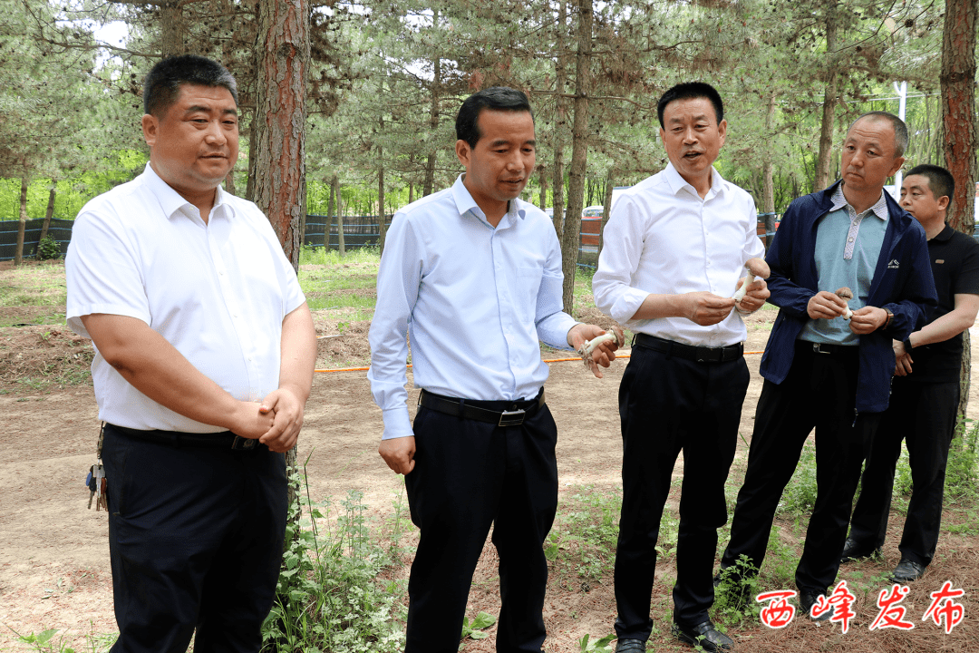 魏凯选调研董志镇重点工作_种植_情况_等项目