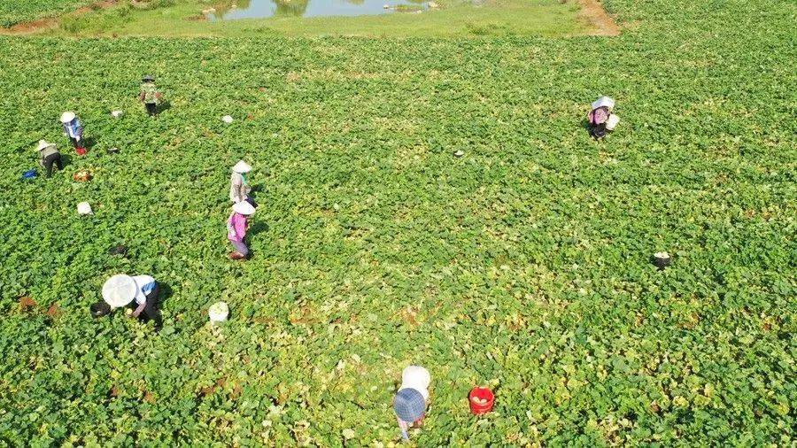 成熟上市!宾阳黎塘这个村依托瓜果走出“甜蜜”致富路_香瓜_吴江_村民