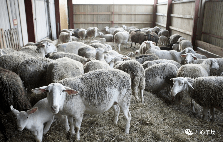 母羊科学技术养殖，一年两胎、两年三胎_时间_产羔率_繁殖力