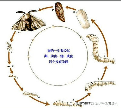 蚕宝宝——鄞州区云天实验幼儿园(格兰园区)小二班班本课程