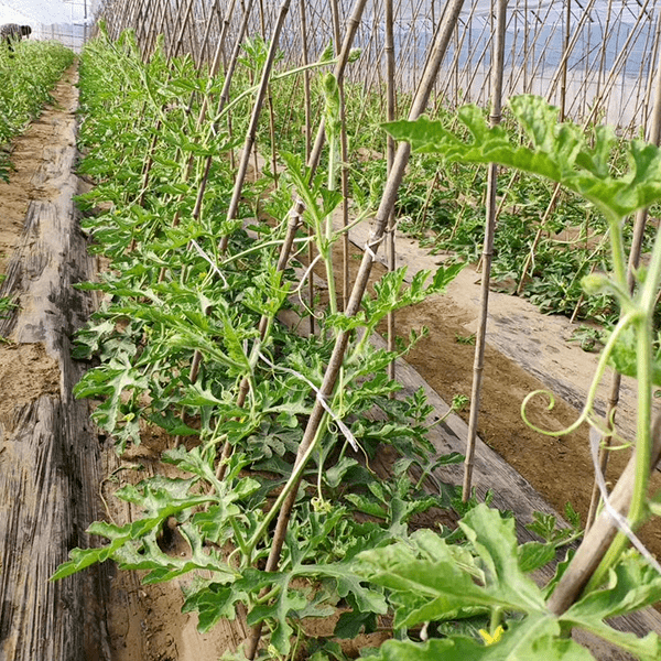 大兴瓜农都能在这免费展示_庞各庄镇_品种_特点